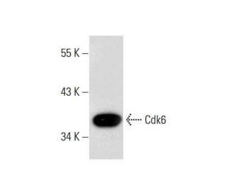 Cdk6 Antibody (H-11) - Western Blotting - Image 132751 