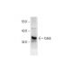 Cdk6 Antibody (H-11) - Western Blotting - Image 289780