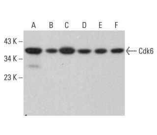Cdk6 Antibody (DCS-90) - Western Blotting - Image 352058