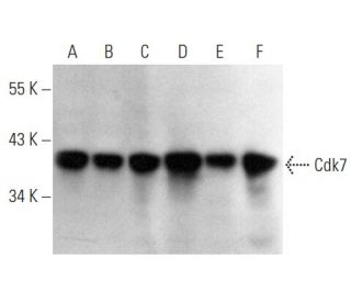 Cdk7 Antibody (C-4) - Western Blotting - Image 354389 