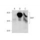 Cdk7 Antibody (D-5) - Western Blotting - Image 136982 