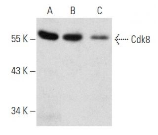 Cdk8 Antibody (D-9) - Western Blotting - Image 354300 