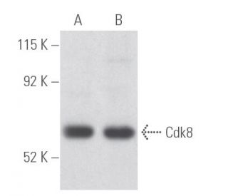 Cdk8 Antibody (D-9) - Western Blotting - Image 398114