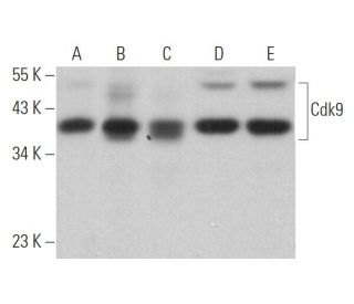 Cdk9 Antibody (D-7) - Western Blotting - Image 373021 