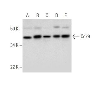Cdk9 Antibody (H-1) - Western Blotting - Image 295768 