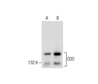 CDO Antibody (A-1) - Western Blotting - Image 282563 