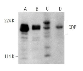 CUTL1/CUX1/CDP Antibody (B-10) - Western Blotting - Image 363295