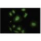 CDR2 Antibody (W-12) - Immunofluorescence - Image 35525