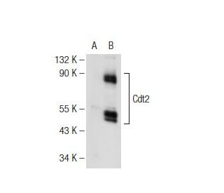 Cdt2 Antibody (B-8) - Western Blotting - Image 109009