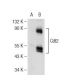 Cdt2 Antibody (B-8) - Western Blotting - Image 109009