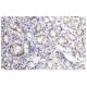 Cdx1 Antibody (286.4) - Immunohistochemistry - Image 53849