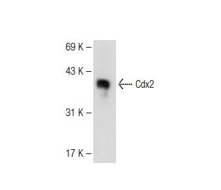 Cdx2 Antibody (B-3) - Western Blotting - Image 109254
