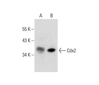 Cdx2 Antibody (E-1) - Western Blotting - Image 297621 