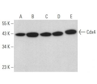 Cdx4 Antibody (H-4) - Western Blotting - Image 371903 
