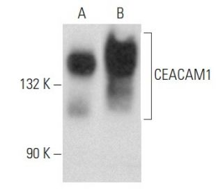 CEACAM1 Antibody (E-1) - Western Blotting - Image 356800 
