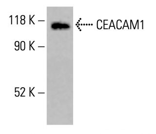 CEACAM1 Antibody (E-10) - Western Blotting - Image 413683