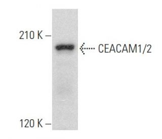 CEACAM1/2 Antibody (E-12) - Western Blotting - Image 356799