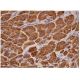 CEL Antibody (D-1) - Immunohistochemistry - Image 284725 