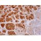 CEL Antibody (G-12) - Immunohistochemistry - Image 293482 