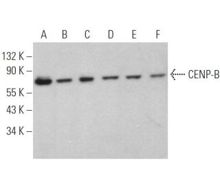 CENP-B Antibody (2D-7) - Western Blotting - Image 371963 