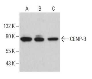 CENP-B Antibody (F-4) - Western Blotting - Image 363011 