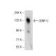 CENP-C Antibody (C-6) - Western Blotting - Image 72720 