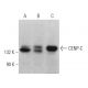 CENP-C Antibody (C-6) - Western Blotting - Image 371154 