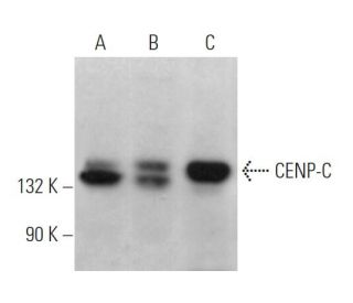 CENP-C Antibody (C-6) - Western Blotting - Image 371154