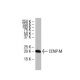 CENP-M Antibody (FF6) - Western Blotting - Image 33481