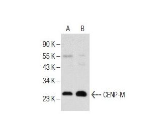 CENP-M Antibody (FF6) - Western Blotting - Image 155771 
