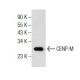 CENP-M Antibody (FF6) - Western Blotting - Image 155758 
