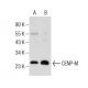 CENP-M Antibody (FF6) - Western Blotting - Image 155771 