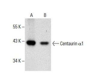 Centaurin &alpha;1 Antibody (G-4) - Western Blotting - Image 288580 