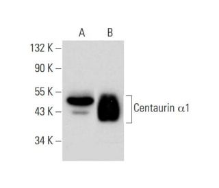 Centaurin &alpha;1 Antibody (F-9) - Western Blotting - Image 309624 
