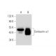 Centaurin α1 Antibody (F-9) - Western Blotting - Image 309624 