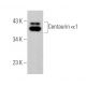 Centaurin α1 Antibody (F-9) - Western Blotting - Image 375011