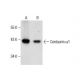 Centaurin α1 Antibody (G-4) - Western Blotting - Image 288580