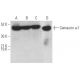 Centaurin α1 Antibody (G-4) - Western Blotting - Image 373195 