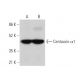 Centaurin α1 Antibody (G-4) - Western Blotting - Image 373448 