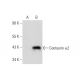Centaurin α2 Antibody (F-4) - Western Blotting - Image 320908