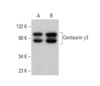 Centaurin &gamma;3 Antibody (A-10) - Western Blotting - Image 376092 