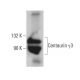 Centaurin γ3 Antibody (A-10) - Western Blotting - Image 376084