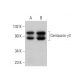 Centaurin γ3 Antibody (A-10) - Western Blotting - Image 376092 