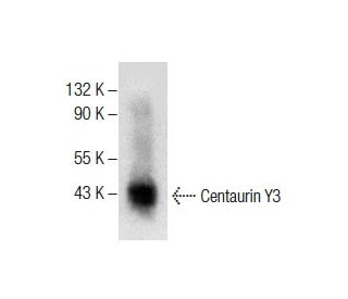 Centaurin &gamma;3 Antibody (E-11) - Western Blotting - Image 287860 