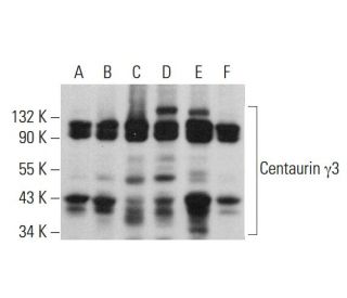 Centaurin &gamma;3 Antibody (E-11) - Western Blotting - Image 379889 