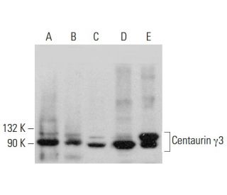 Centaurin &gamma;3 Antibody (E-8) - Western Blotting - Image 384368 