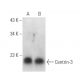 Centrin-3 Antibody (SS12) - Western Blotting - Image 99734