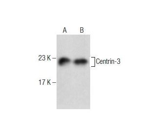 Centrin-3 Antibody (SS12) - Western Blotting - Image 282473 