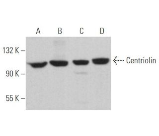 Centriolin Antibody (C-9) - Western Blotting - Image 364210 