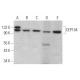 CEP104 Antibody (G-11) - Western Blotting - Image 371266 
